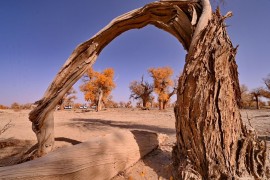 2399代驾：专业车辆代驾，正以稳稳的守护，成为现代出行的“隐形护航者”。