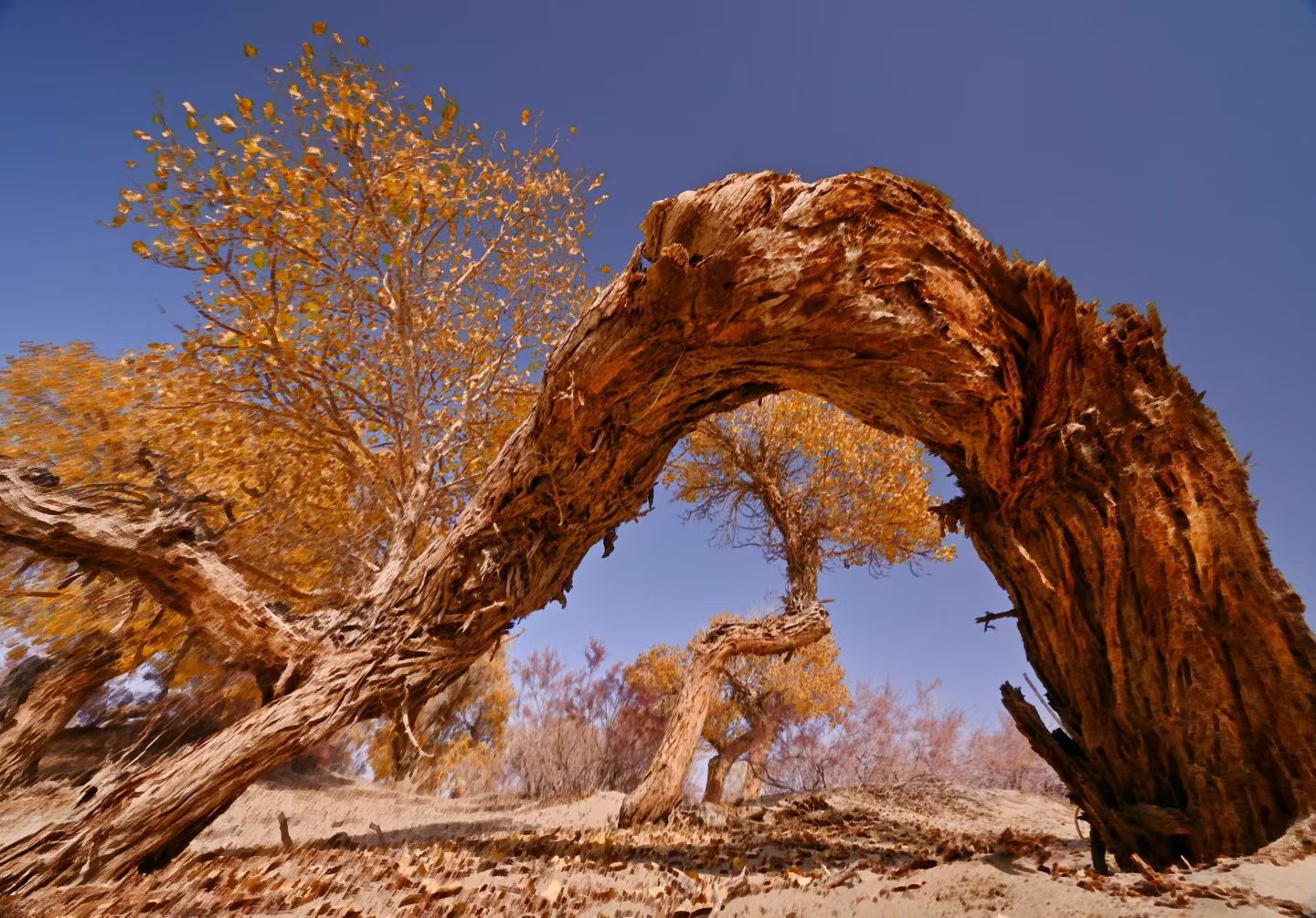 西安长途代驾，新疆行程第1张-2399代驾