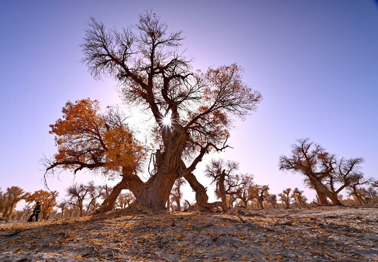 西安长途代驾，新疆行程第4张-2399代驾