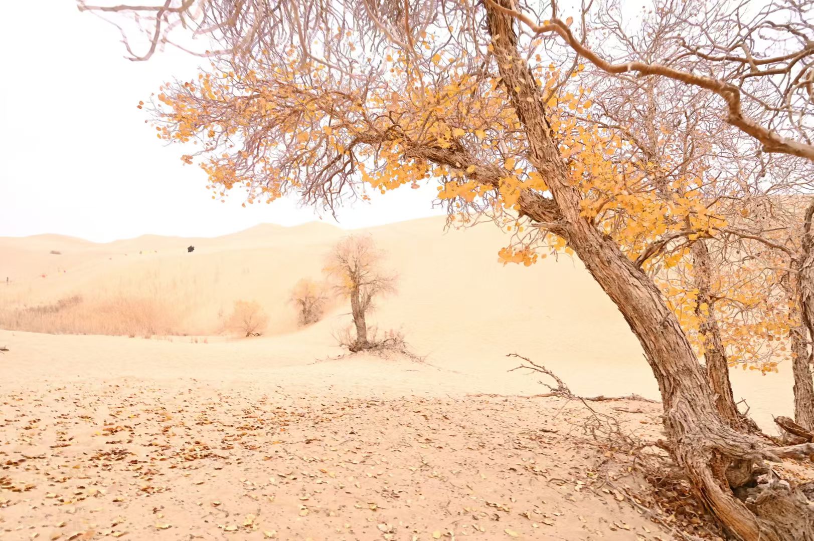 2399代驾；   长途代驾，专业护航，千里行程一路安心第3张-2399代驾