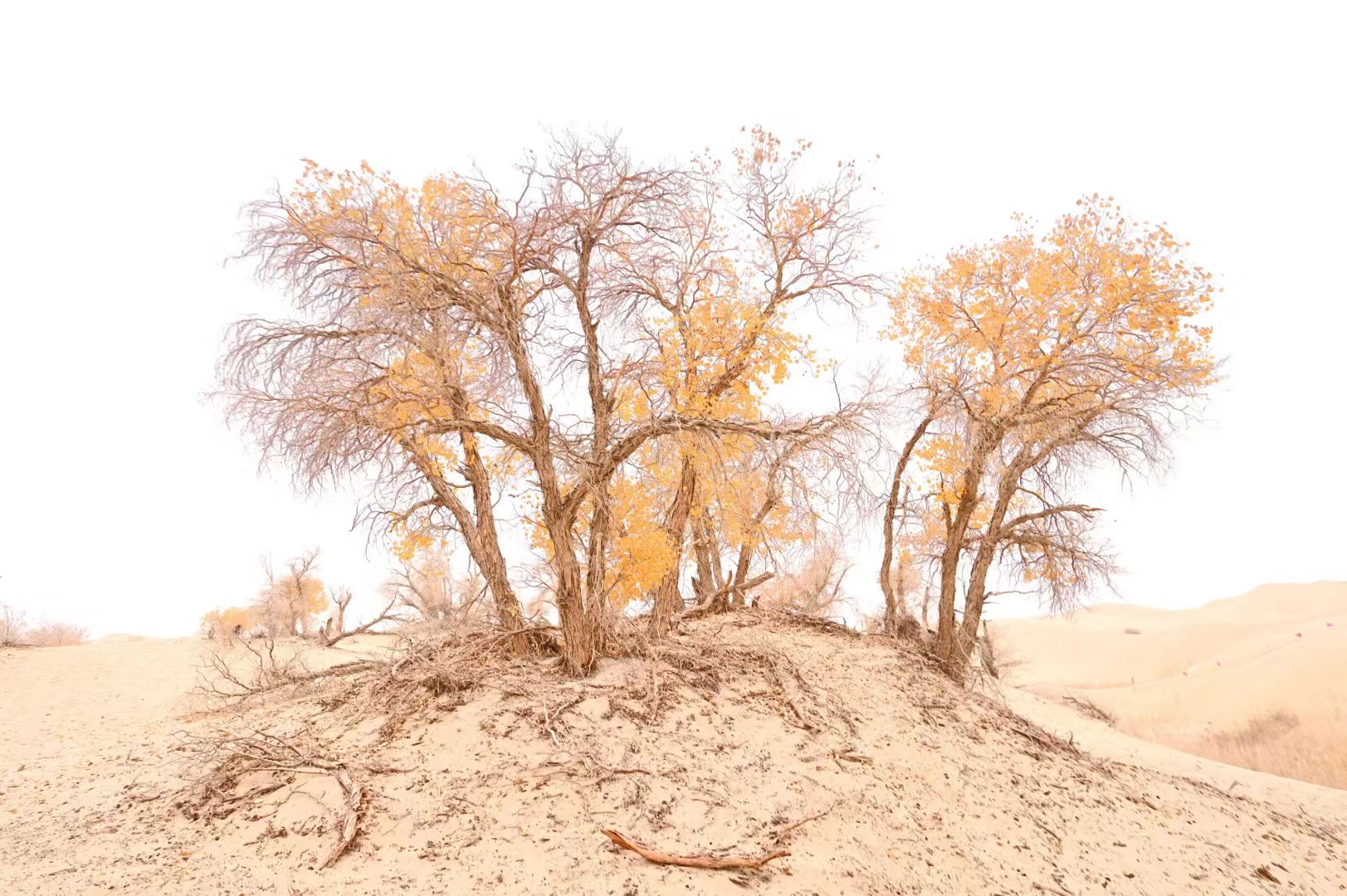 2399代驾：专业车辆代驾，正以稳稳的守护，成为现代出行的“隐形护航者”。第2张-2399代驾