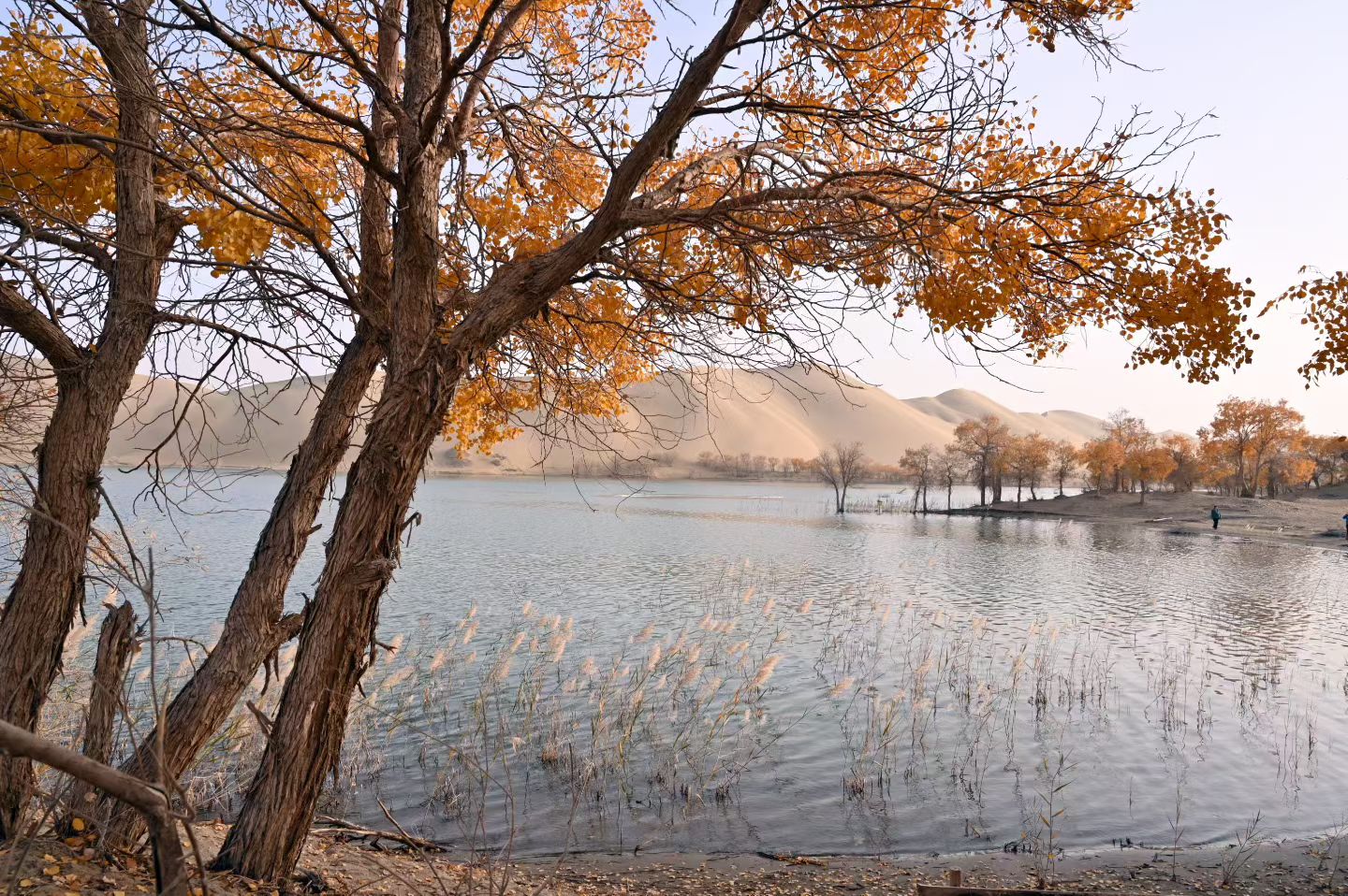 2399代驾：专业车辆代驾，正以稳稳的守护，成为现代出行的“隐形护航者”。第3张-2399代驾