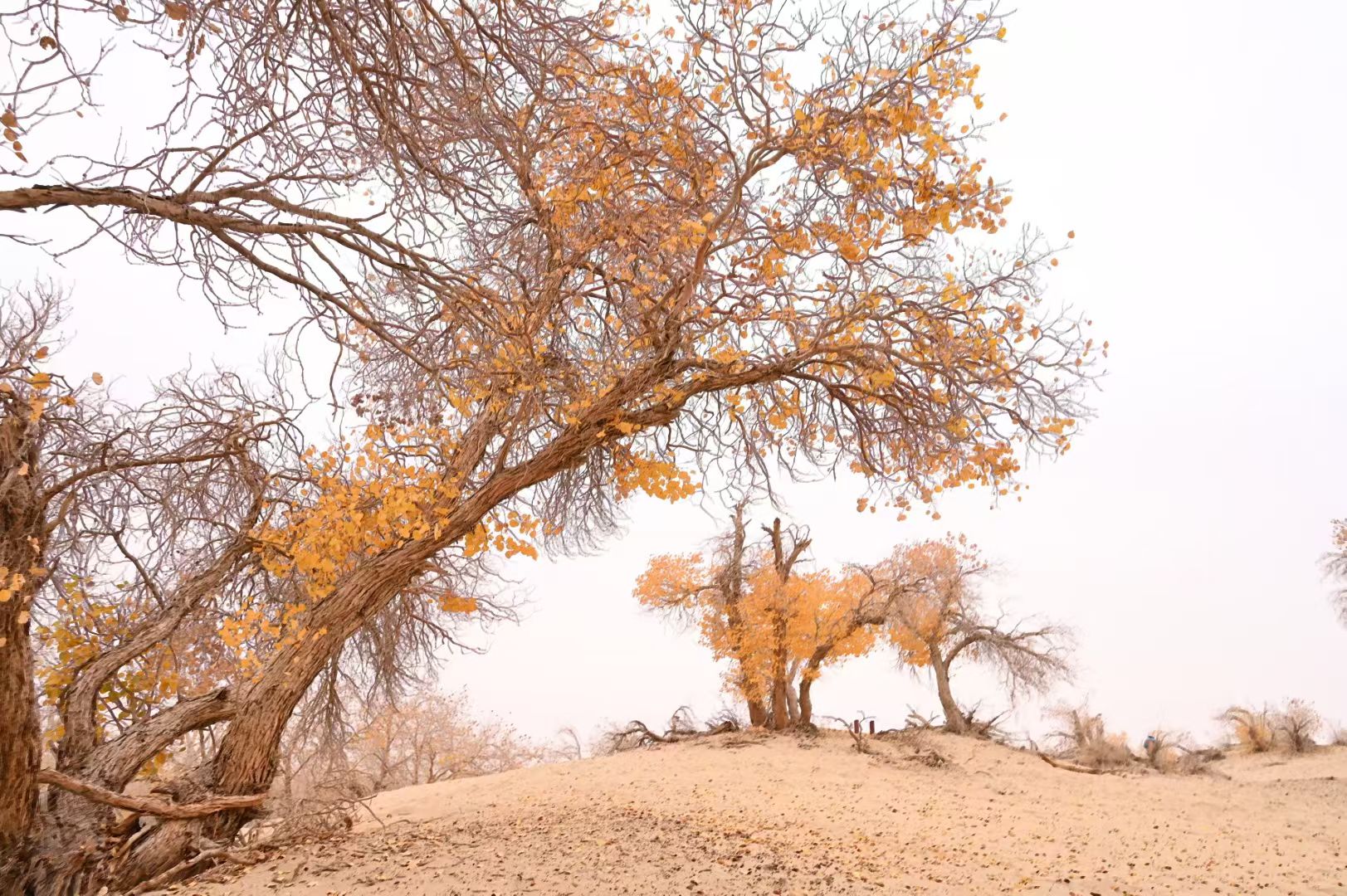 2399代驾：专业车辆代驾，正以稳稳的守护，成为现代出行的“隐形护航者”。第4张-2399代驾
